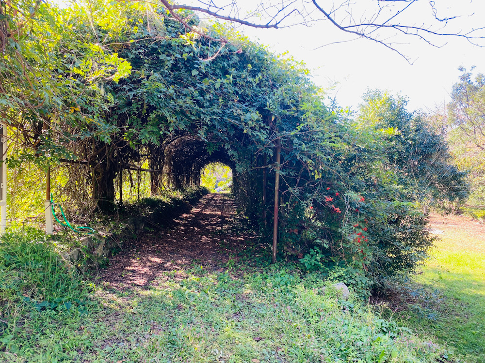 吉井百年公園の緑のトンネル